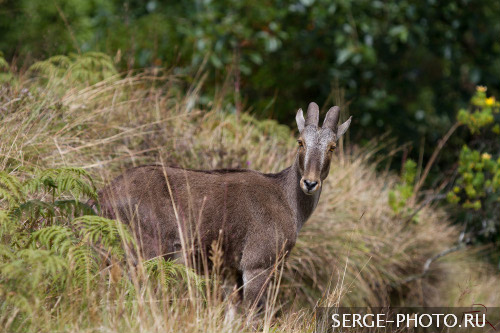 Nilgiri tahr

These tahrs inhabit the open montane grassland habitat of the South Western Ghats montane rain forests ecoregion. At elevations from 1,2 to 2,6 km, the forests open into grasslands interspersed with pockets of stunted forests, locally known as sholas. Hunting and poaching reduced population of tahrs to as few as 100 animals by the early 20th century. Since that time their populations have increased, and presently number about 2000 individuals. 