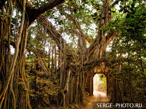 Welcome to jungles

Indian fig tree, Ficus bengalensis, whose branches root themselves like new trees over a large area. The roots then give rise to more trunks and branches. Because of this characteristic and its longevity, this tree is considered immortal and is an integral part of the myths and legends of India. Even today, the banyan tree is the focal point of village life and the village council meets under the shade of this tree.