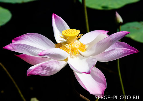Sacred Lotus

Lotuses are symbols of purity and 'spontaneous' generation and hence symbolize divine birth. According to esoteric Buddhism, the heart of the beings is like an unopened lotus: when the virtues of the Buddha develop therein the lotus blossoms.