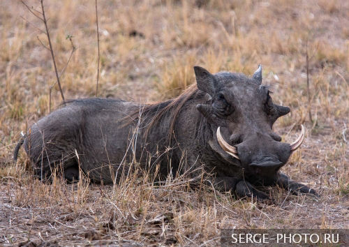 The Warthog

The common name comes from the four large wart-like protrusions found on the head of the warthog, which serve the purpose of defence when males fight. A warthog is identifiable by the two pairs of tusks protruding from the mouth and curving upwards. The lower pair becomes razor sharp by rubbing against the upper pair every time the mouth is opened and closed.