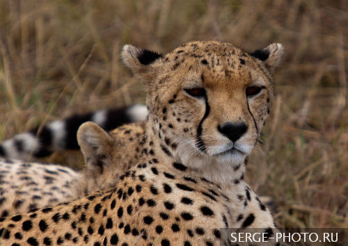 Cheetah

Fastest mammal on land, the cheetah can reach speeds of 70 mph (113 km/h) an hour over short distances. After a chase, a cheetah needs half an hour to catch its breath before it can eat. Cheetah cubs stay with their mothers until they are 12 to 20 months old.