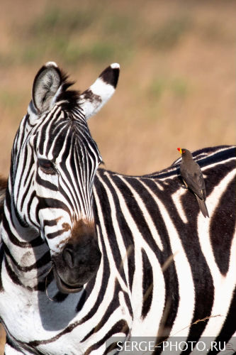 Best friends

A mutualistic relationship is when two organisms of different species 'work together', each benefiting from the relationship. One example is that of the Oxpecker and the Zebra. Oxpeckers land on zebras and eat ticks and other parasites that live on their skin. The birds get food and the beasts get pest control.