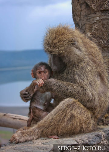 Do not touch the lens!

For the first month, an infant baboon stays in very close contact with its mother. By the time the young baboon is 5 to 6 weeks old it can ride on her back, hanging on by all four limbs; in a few months it rides jockey style, sitting upright.