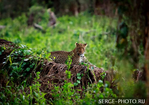 In search of the elusive Leopard