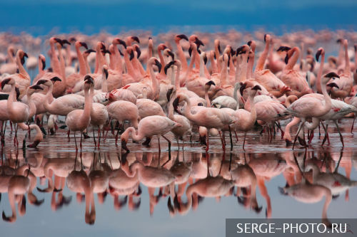 Pink substance

Lake Nakuru is best known for its thousands, sometimes millions of flamingos nesting along the shores. But last decades flamingo population decreased abruptly. The whole lake had been almost dried up several times. The lake's catchment area is extensively utilized for agriculture and livestock raising. Further, 97% of Nakuru City's population relies on agriculture for food.